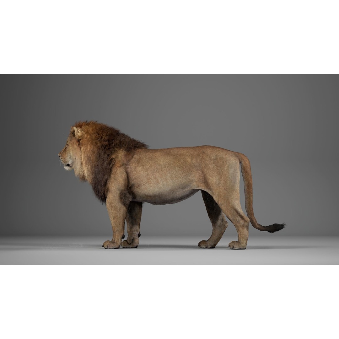 Male Lion 3D Model – Realistic Rigged Character Asset for Unreal Engine - View 7
