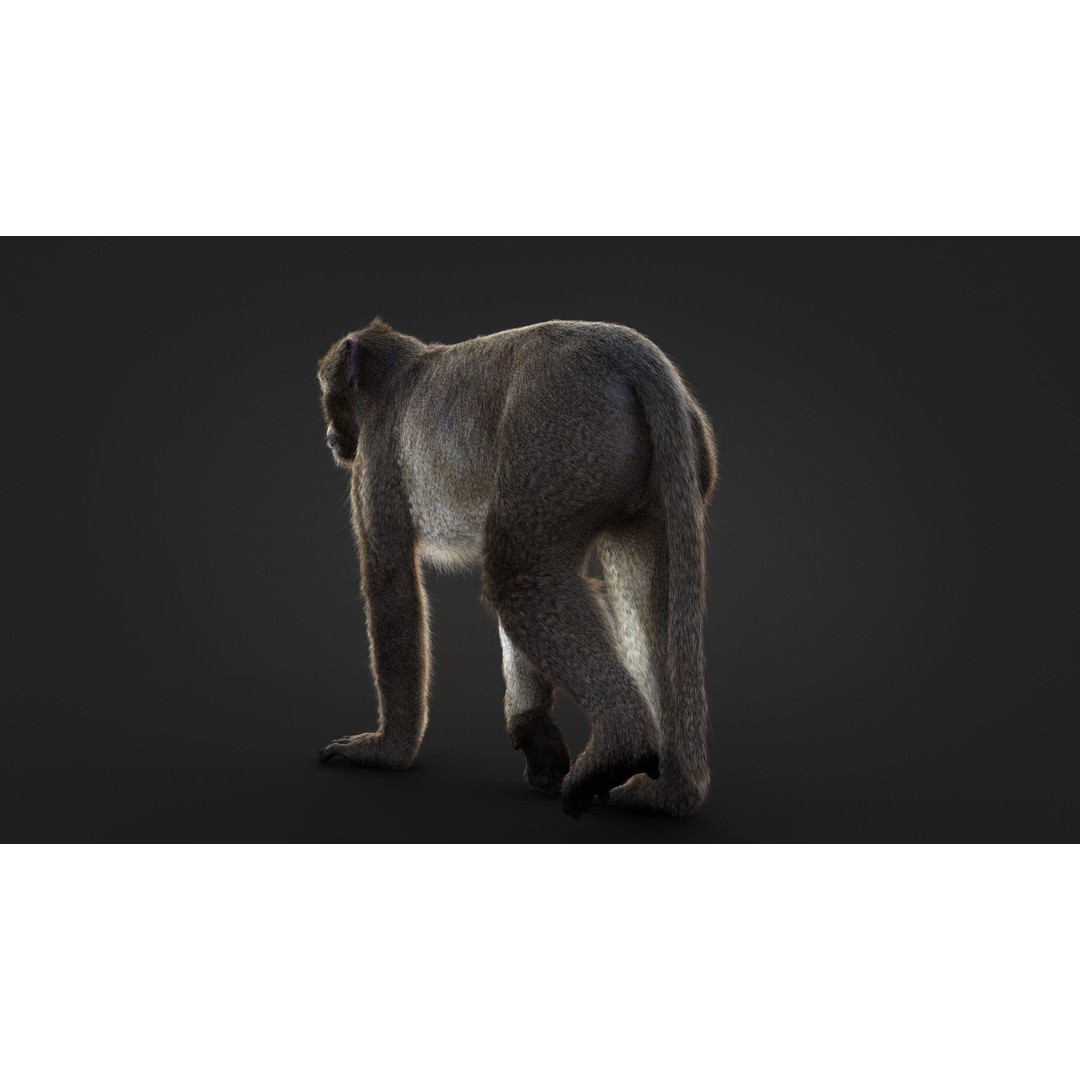 Rhesus Monkey 3D Model – High Poly Static Animal with PBR Textures - View 10