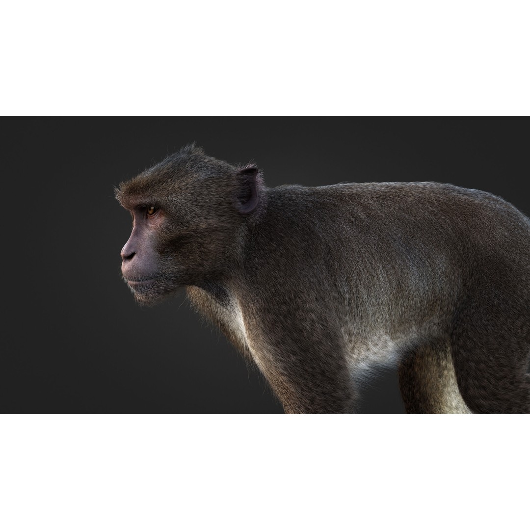 Rhesus Monkey 3D Model – High Poly Static Animal with PBR Textures - View 11