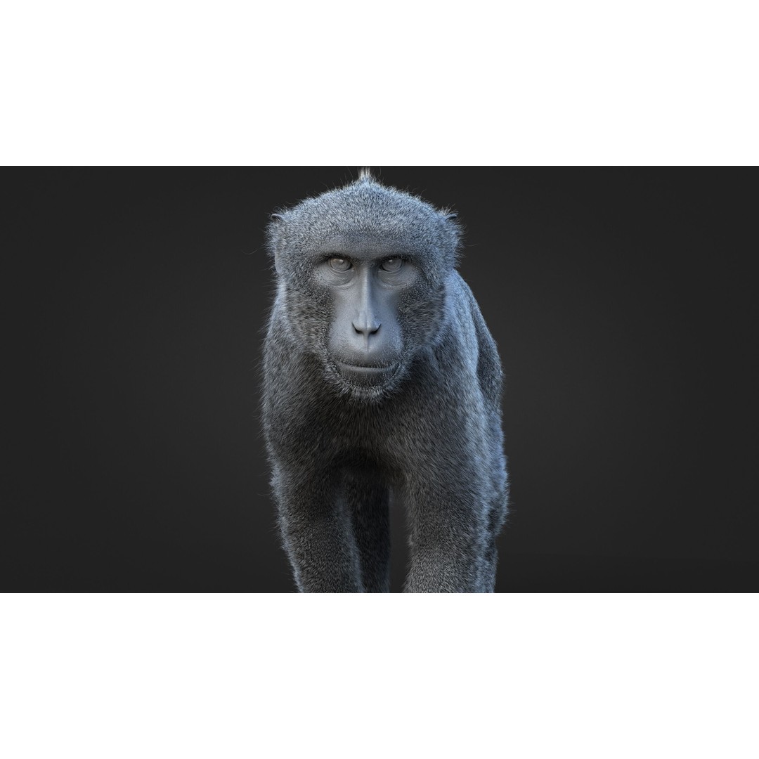 Rhesus Monkey 3D Model – High Poly Static Animal with PBR Textures - View 12