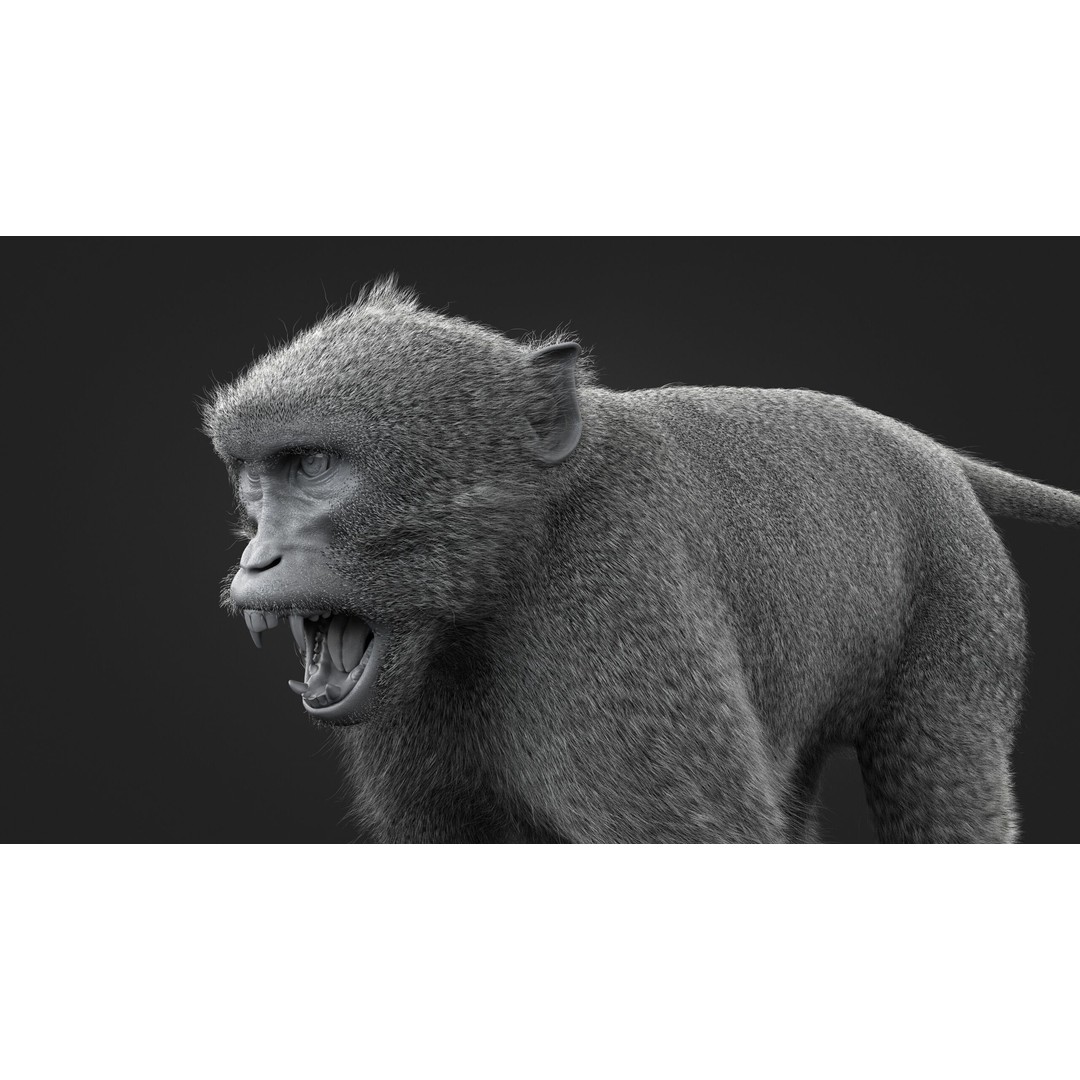Rhesus Monkey 3D Model – High Poly Static Animal with PBR Textures - View 13