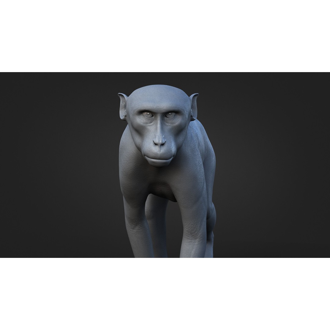 Rhesus Monkey 3D Model – High Poly Static Animal with PBR Textures - View 14