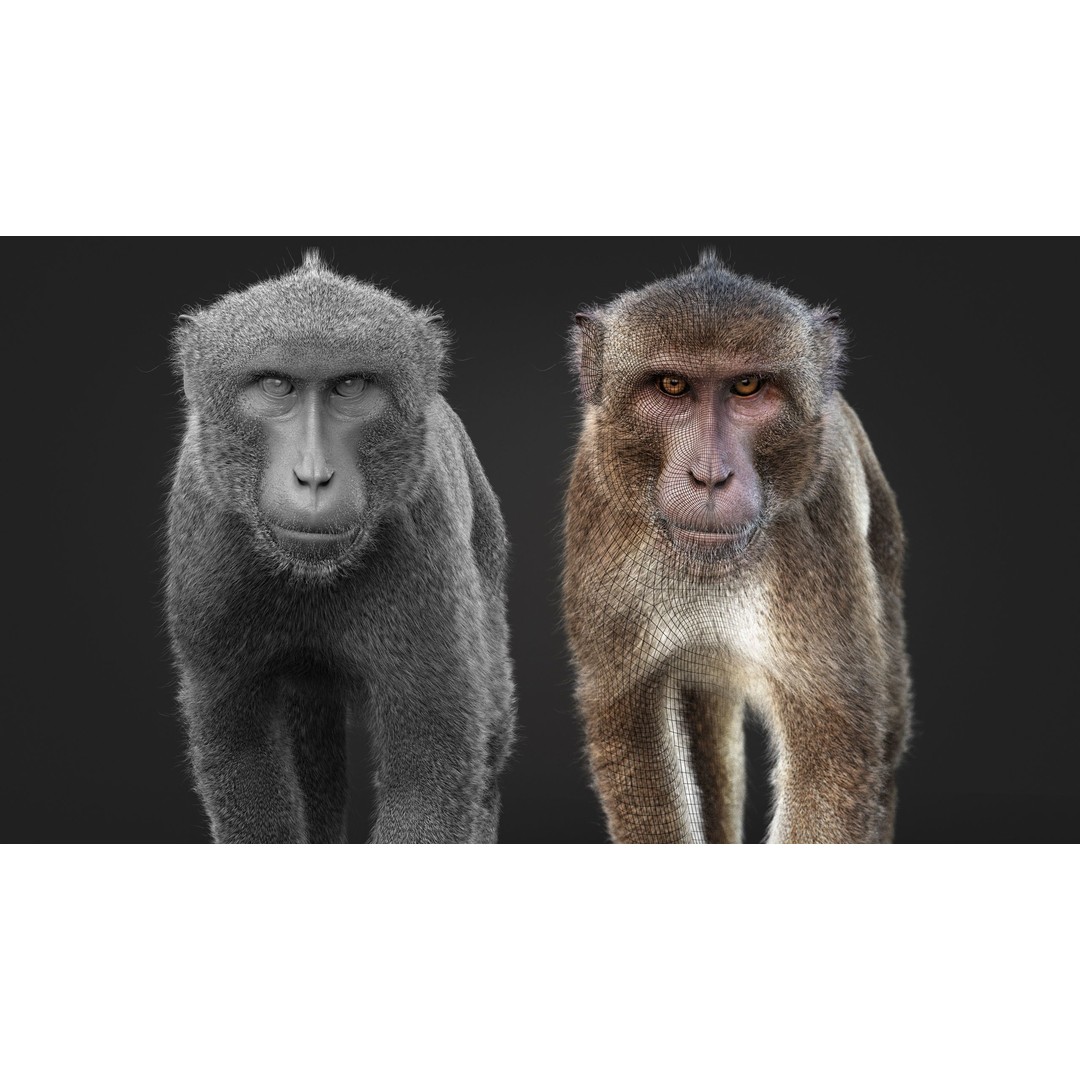 Rhesus Monkey 3D Model – High Poly Static Animal with PBR Textures - View 15