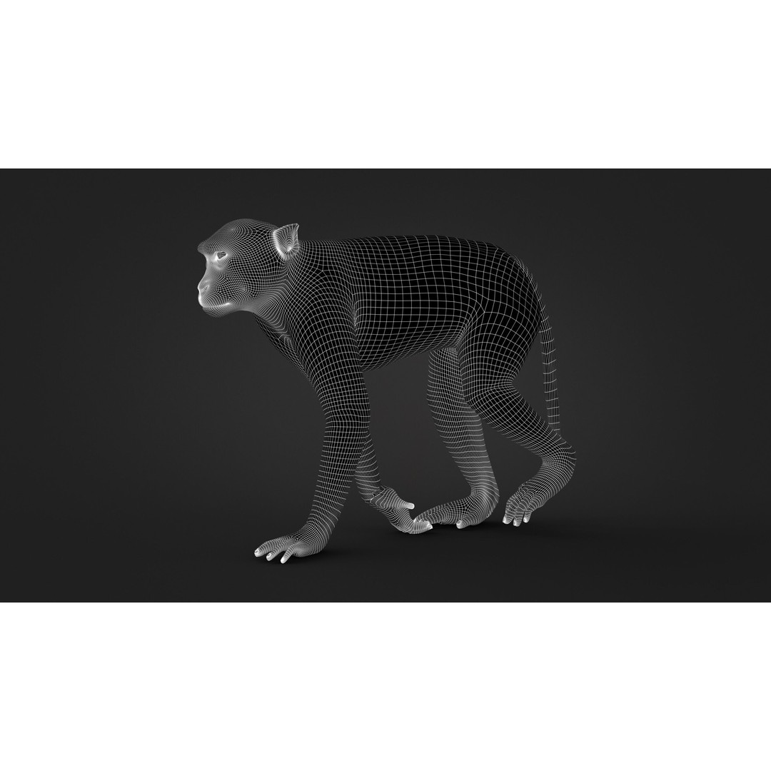 Rhesus Monkey 3D Model – High Poly Static Animal with PBR Textures - View 16