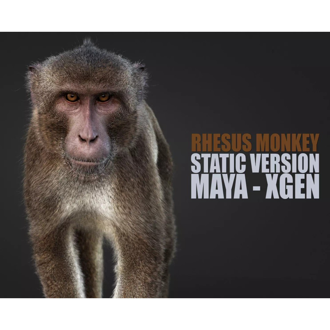 Rhesus Monkey 3D Model – High Poly Static Animal with PBR Textures - View 2