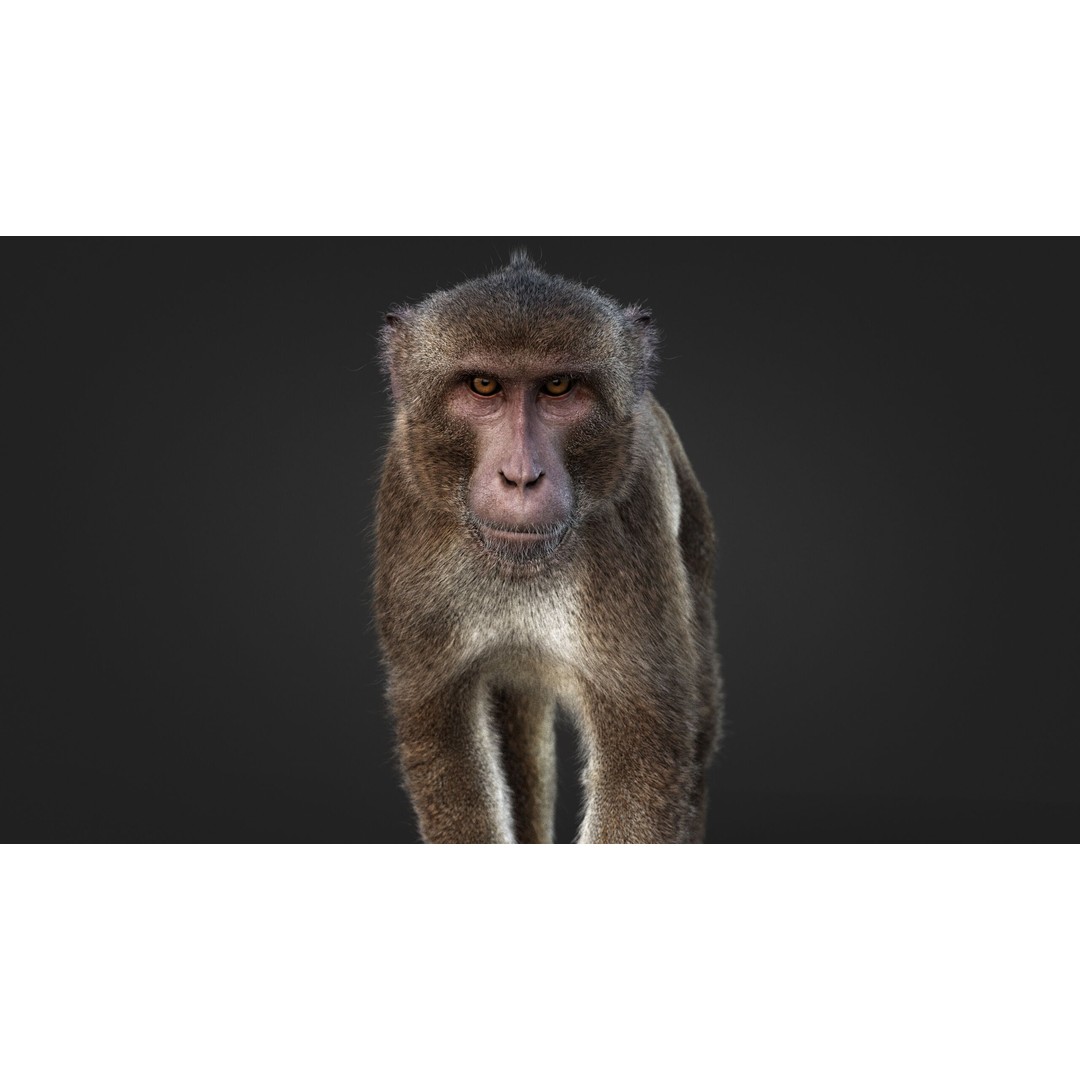 Rhesus Monkey 3D Model – High Poly Static Animal with PBR Textures - View 3
