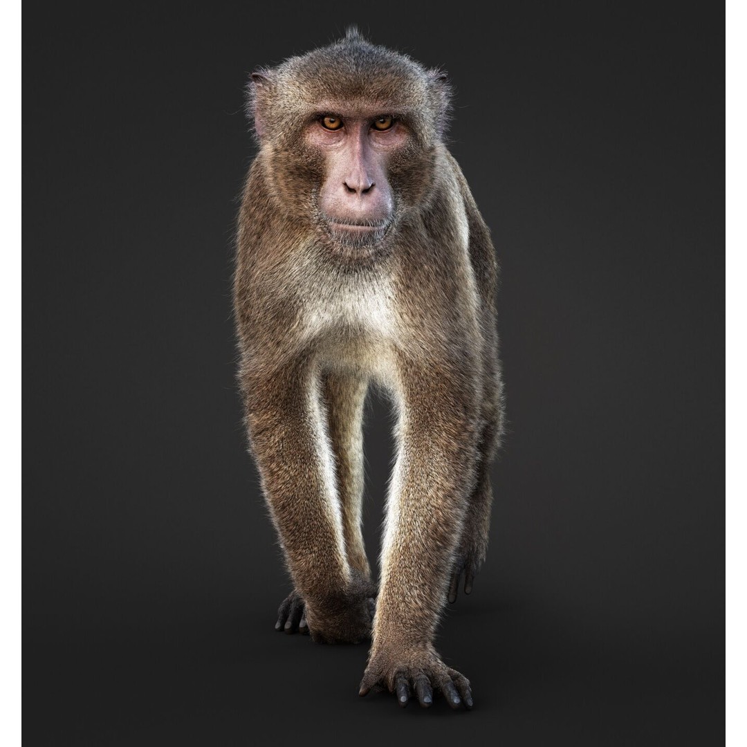 Rhesus Monkey 3D Model – High Poly Static Animal with PBR Textures - View 4