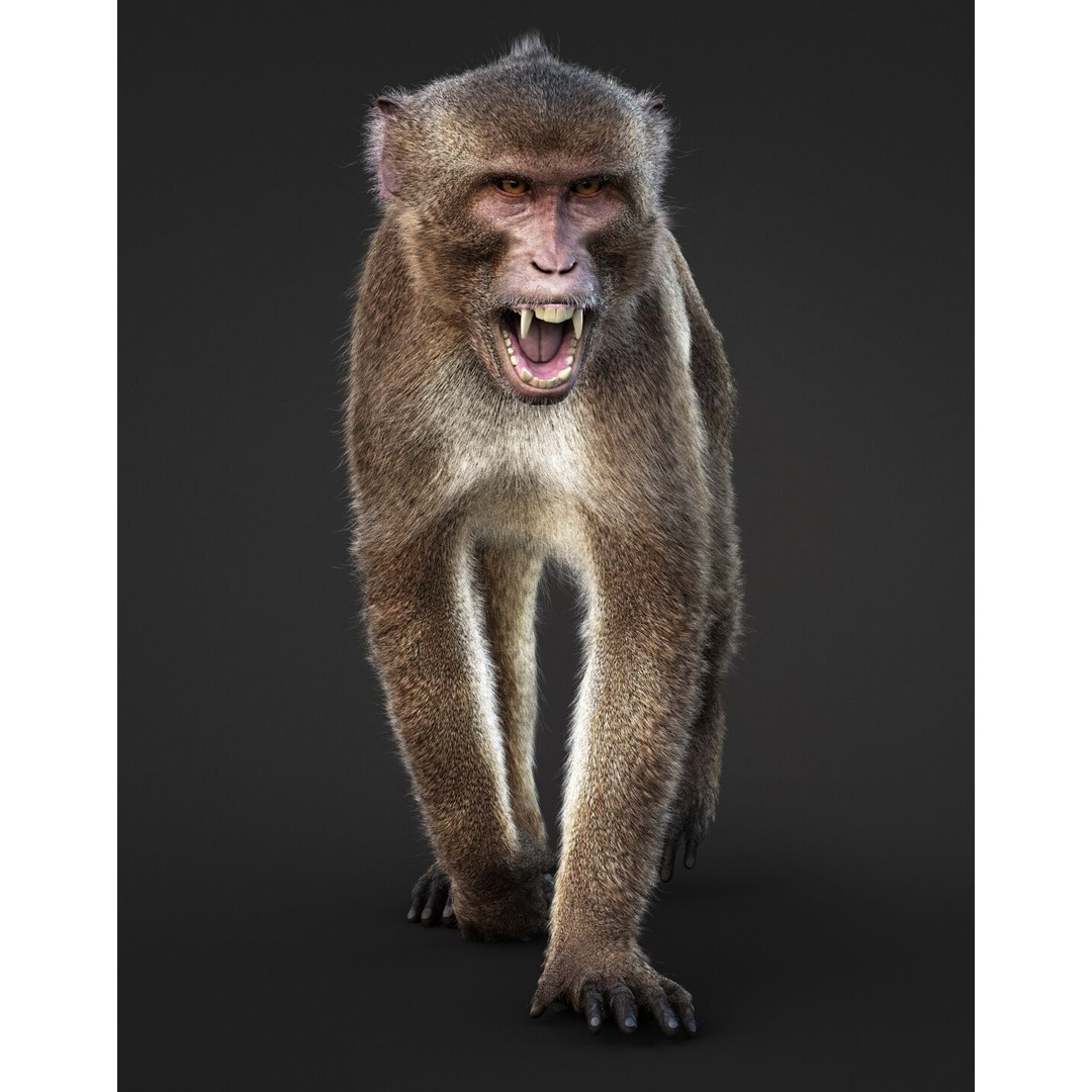 Rhesus Monkey 3D Model – High Poly Static Animal with PBR Textures - View 5