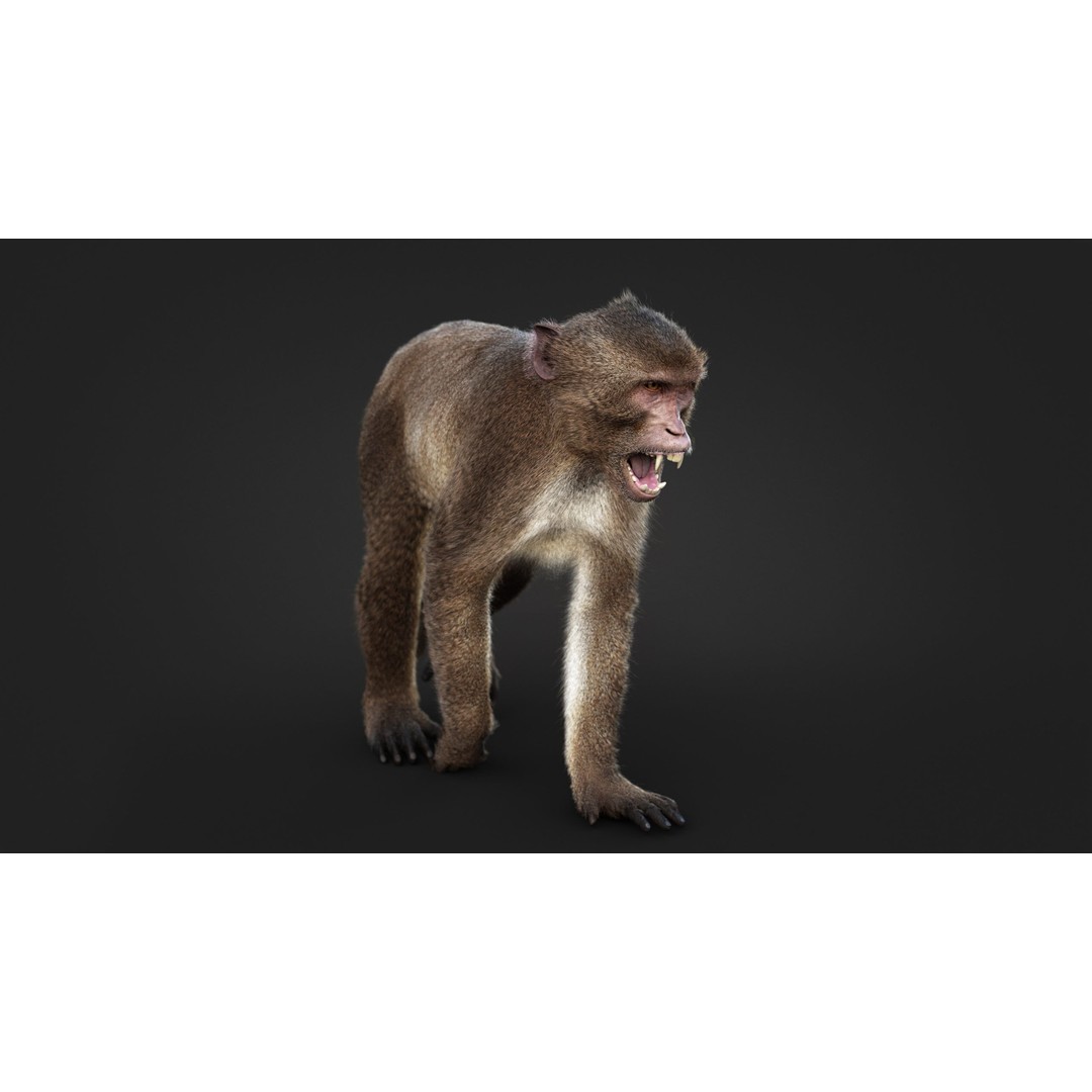 Rhesus Monkey 3D Model – High Poly Static Animal with PBR Textures - View 6