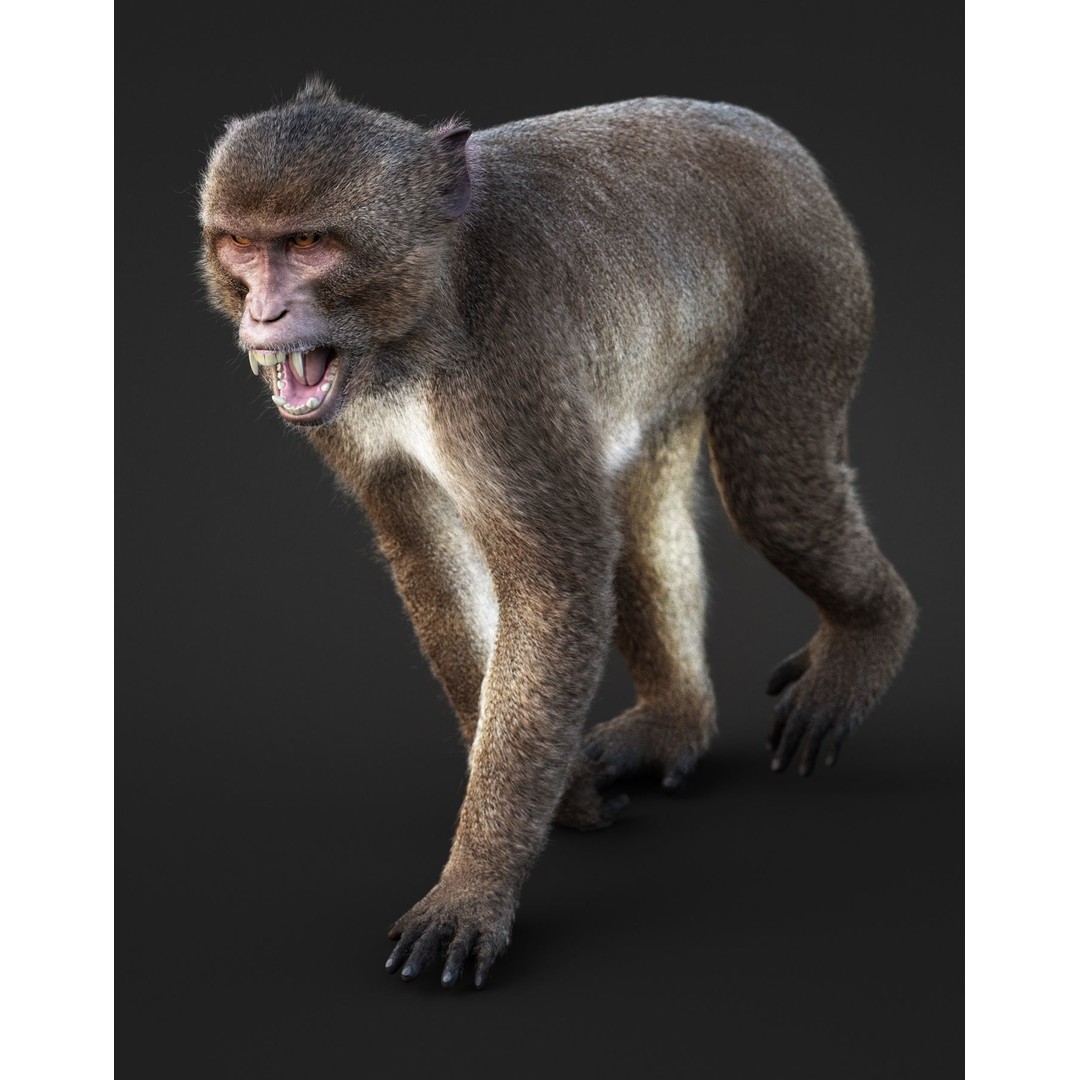 Rhesus Monkey 3D Model – High Poly Static Animal with PBR Textures - View 7