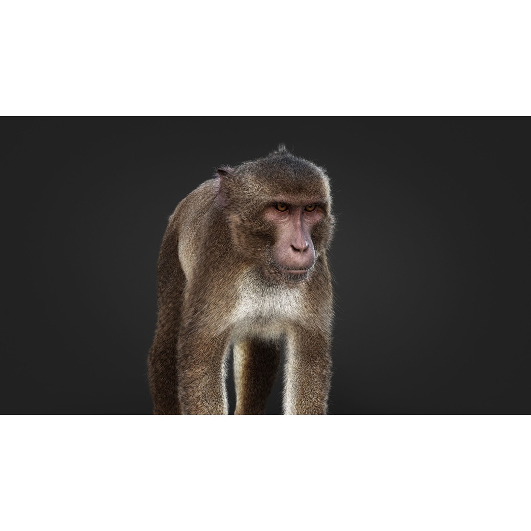Rhesus Monkey 3D Model – High Poly Static Animal with PBR Textures - View 8