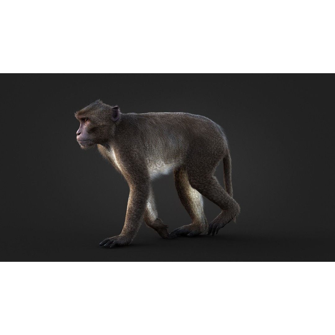 Rhesus Monkey 3D Model – High Poly Static Animal with PBR Textures - View 9