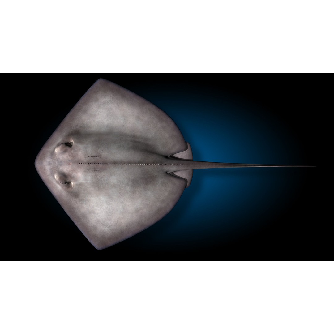 Stingray 3D Model – Rigged and Animated, PBR Textures, FBX - View 10