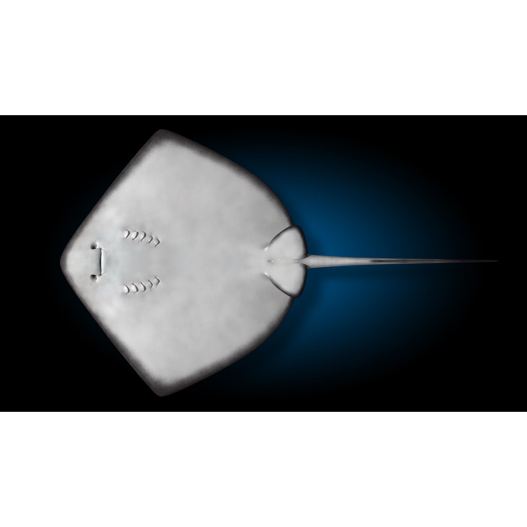 Stingray 3D Model – Rigged and Animated, PBR Textures, FBX - View 11