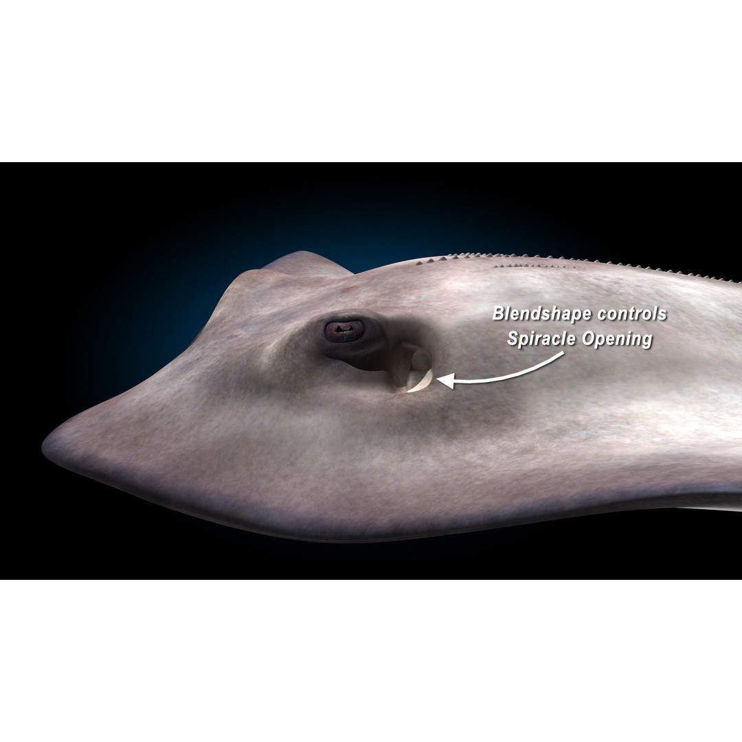 Stingray 3D Model – Rigged and Animated, PBR Textures, FBX - View 12
