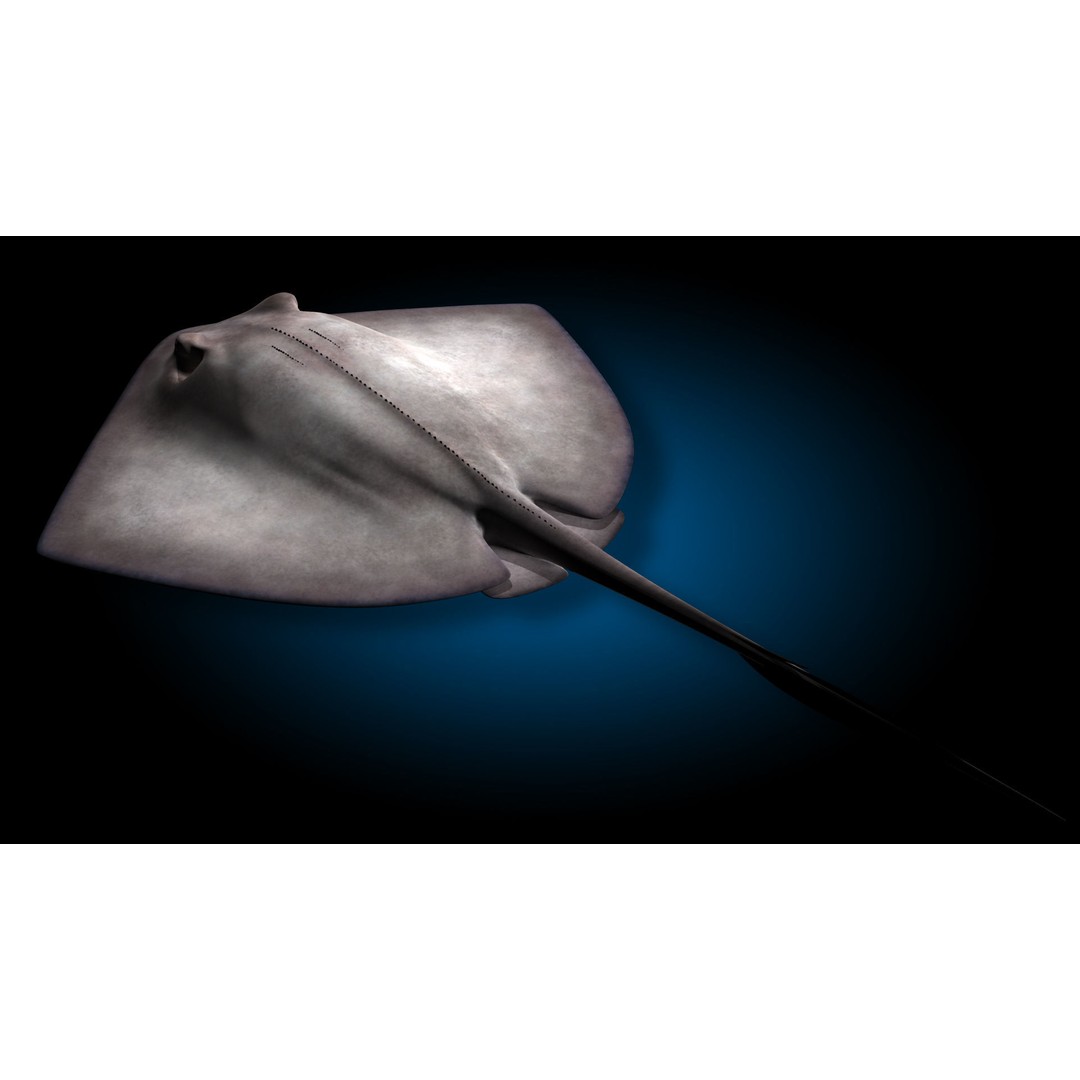 Stingray 3D Model – Rigged and Animated, PBR Textures, FBX - View 15