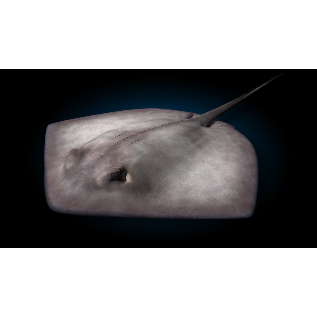 Stingray 3D Model – Rigged and Animated, PBR Textures, FBX - View 16