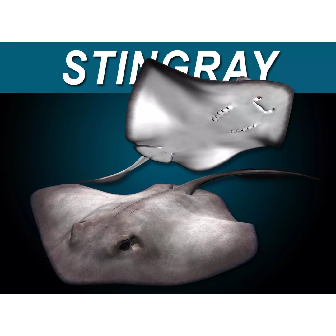Stingray 3D Model – Rigged and Animated, PBR Textures, FBX - View 2