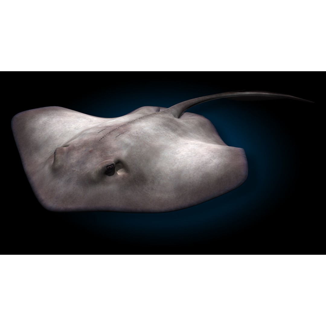 Stingray 3D Model – Rigged and Animated, PBR Textures, FBX - View 3