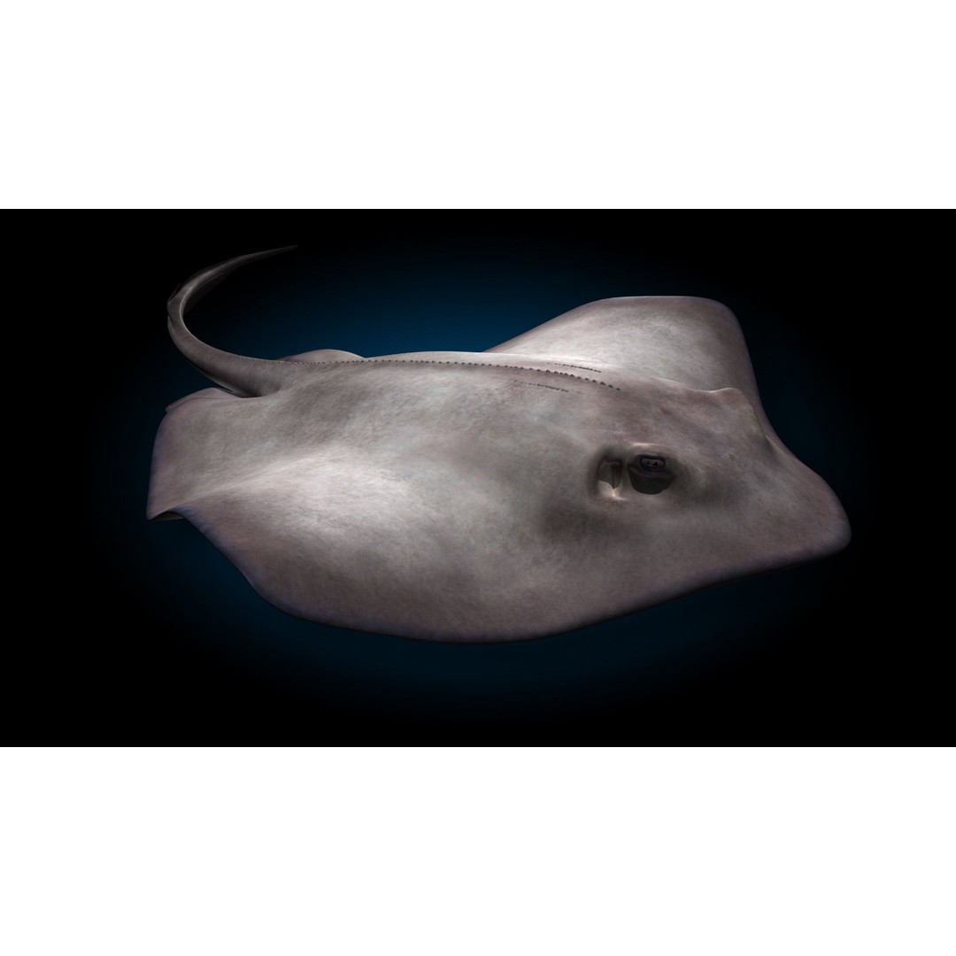 Stingray 3D Model – Rigged and Animated, PBR Textures, FBX - View 4