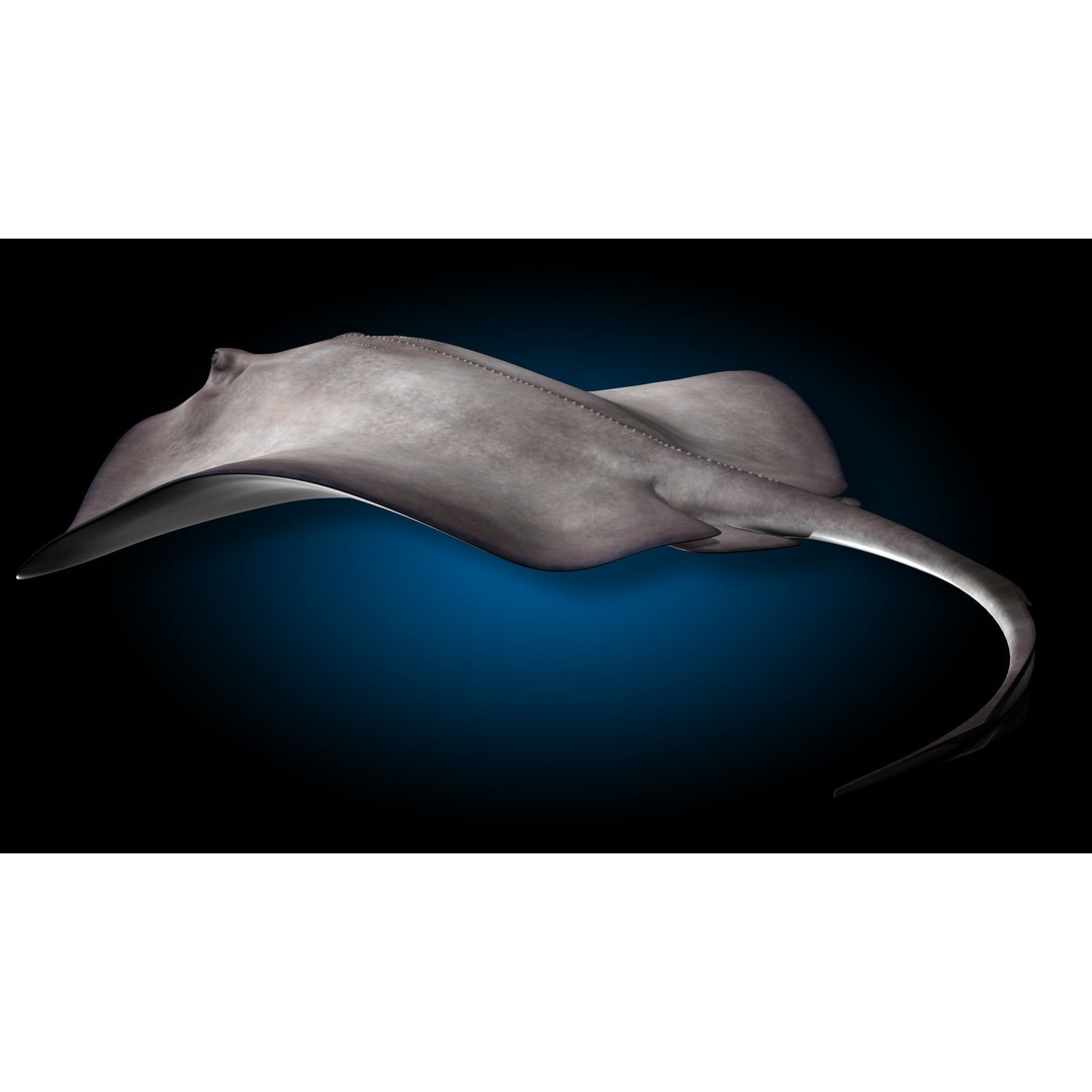 Stingray 3D Model – Rigged and Animated, PBR Textures, FBX - View 5
