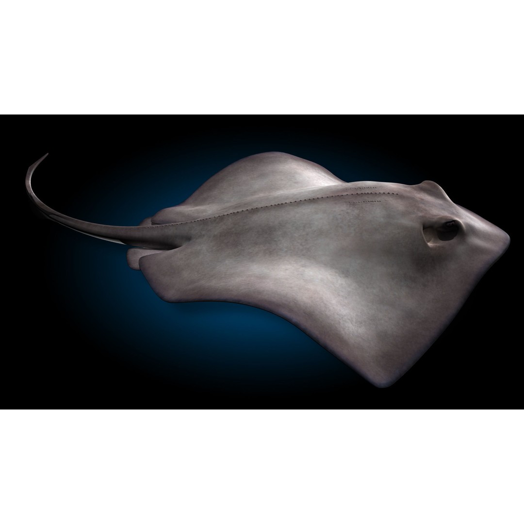 Stingray 3D Model – Rigged and Animated, PBR Textures, FBX - View 6