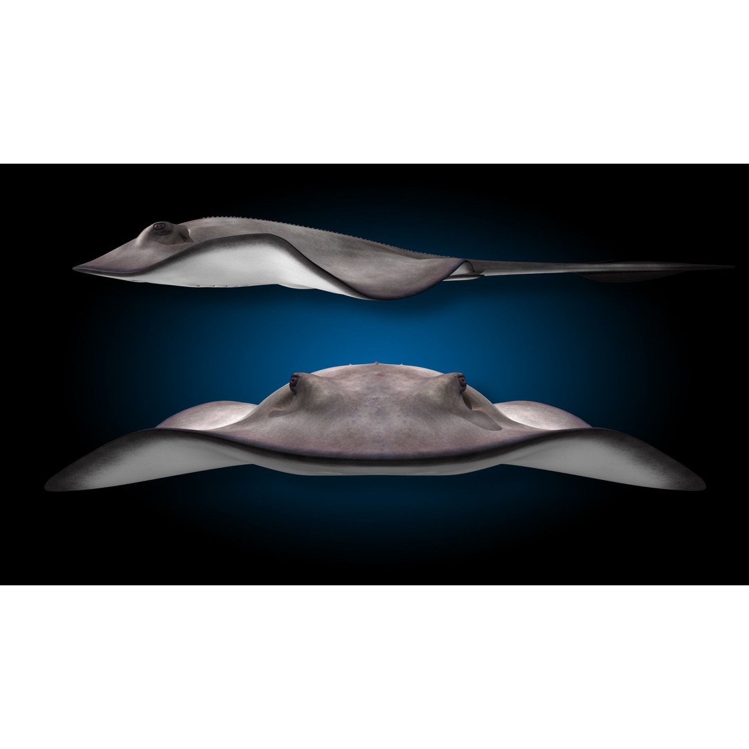 Stingray 3D Model – Rigged and Animated, PBR Textures, FBX - View 7