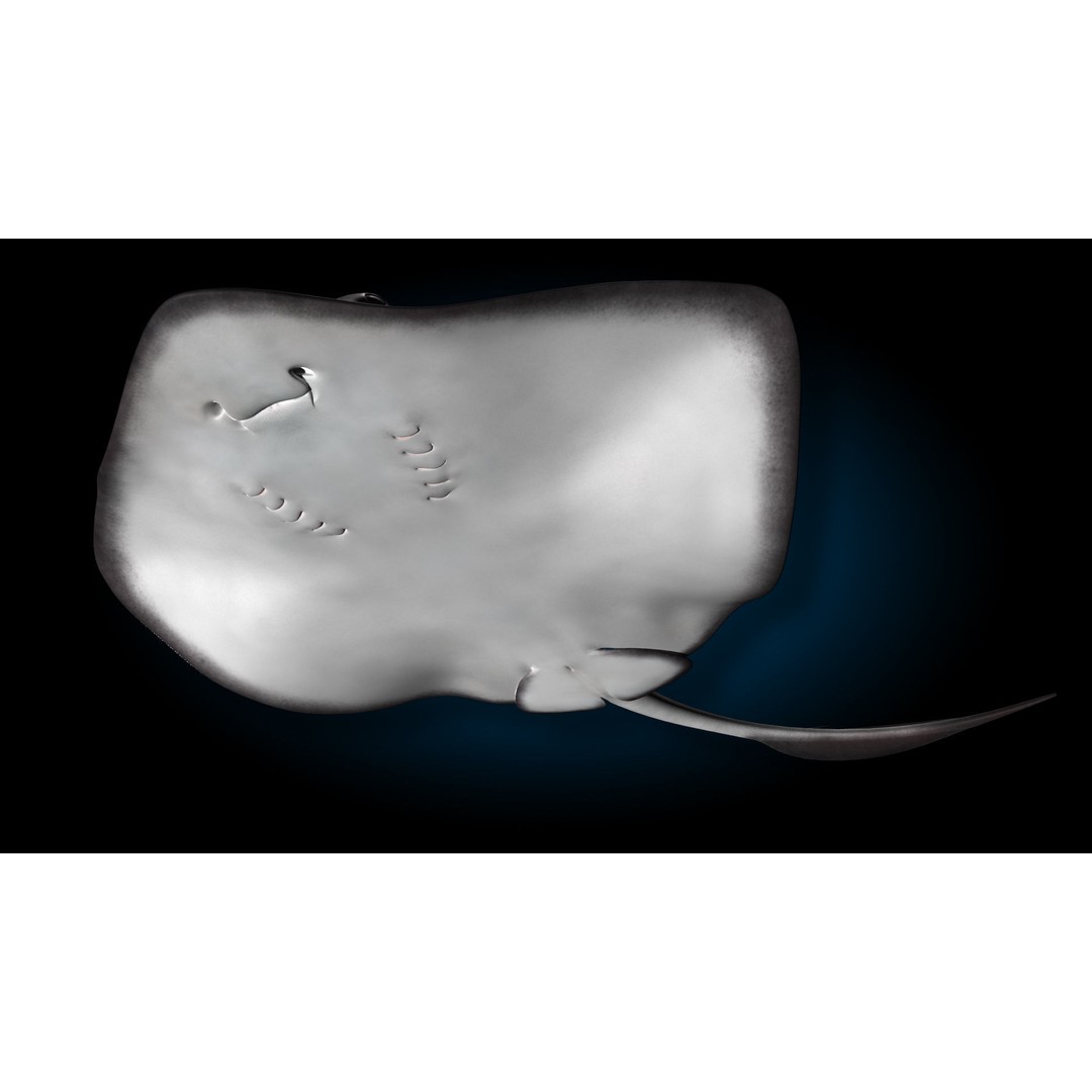 Stingray 3D Model – Rigged and Animated, PBR Textures, FBX - View 8