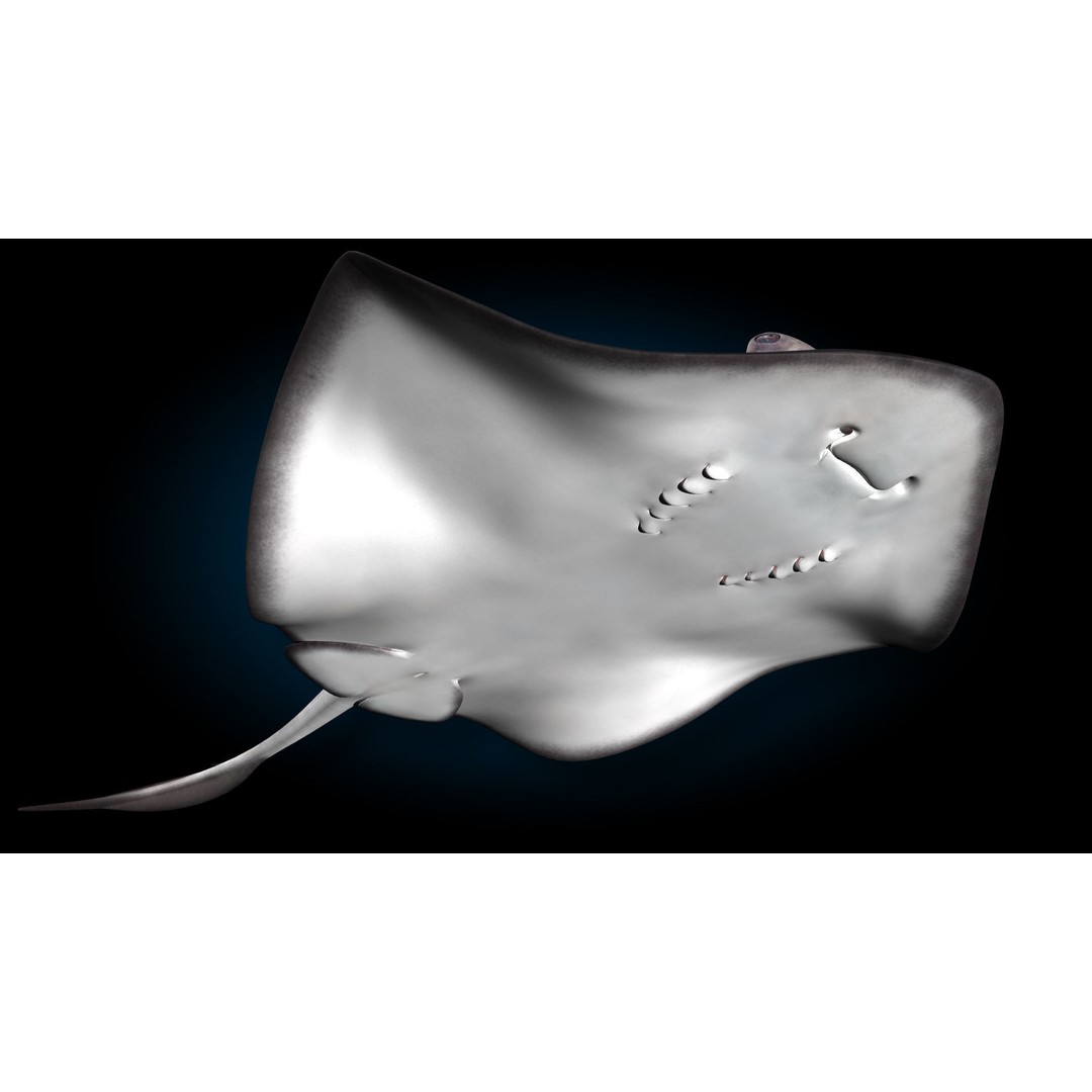 Stingray 3D Model – Rigged and Animated, PBR Textures, FBX - View 9