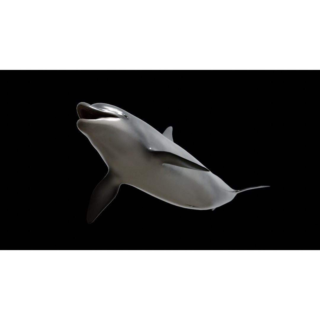 Bottlenose Dolphin 3D Model – Low Poly Rigged Asset, FBX & Blender
