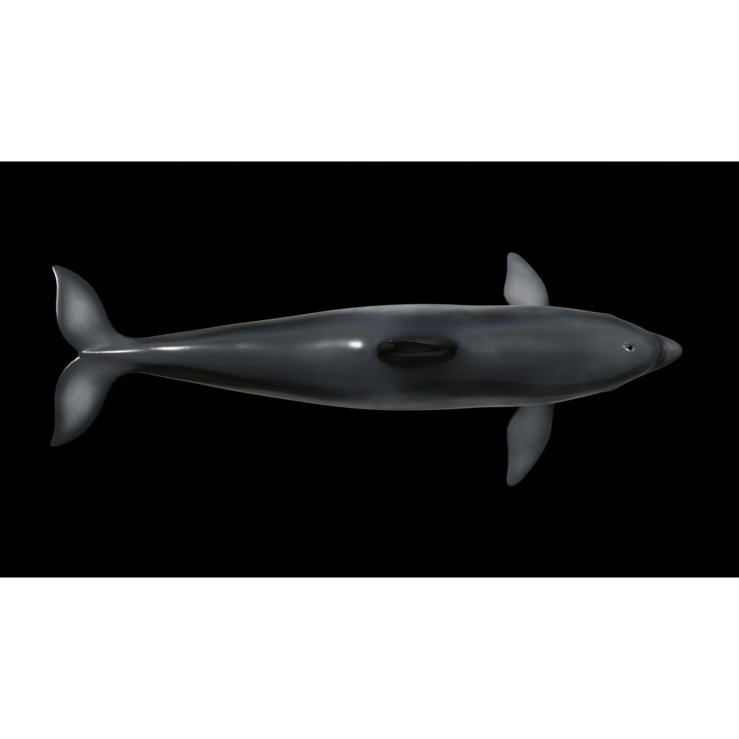 Bottlenose Dolphin 3D Model – Low Poly Rigged Asset, FBX & Blender - View 10