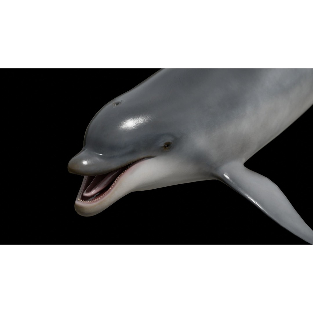 Bottlenose Dolphin 3D Model – Low Poly Rigged Asset, FBX & Blender - View 11