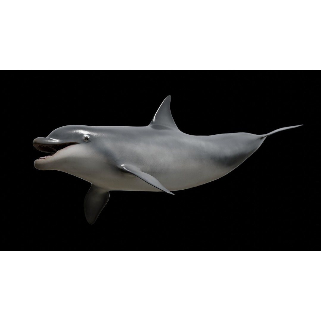 Bottlenose Dolphin 3D Model – Low Poly Rigged Asset, FBX & Blender - View 14
