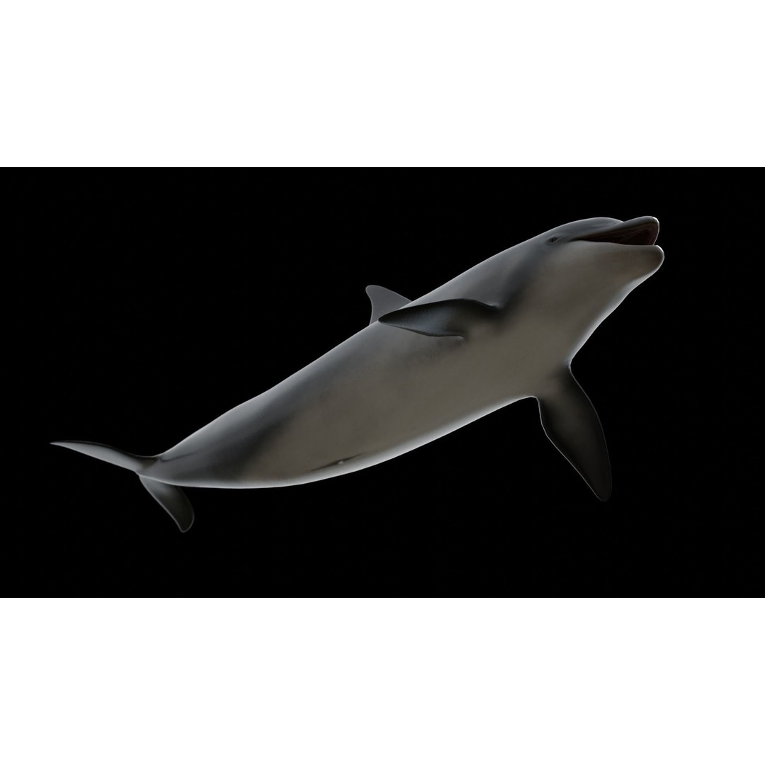 Bottlenose Dolphin 3D Model – Low Poly Rigged Asset, FBX & Blender - View 15