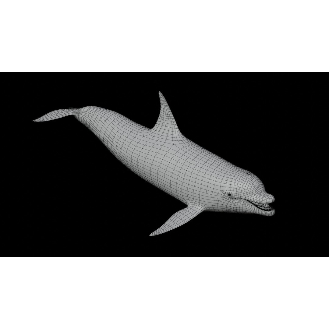 Bottlenose Dolphin 3D Model – Low Poly Rigged Asset, FBX & Blender - View 17