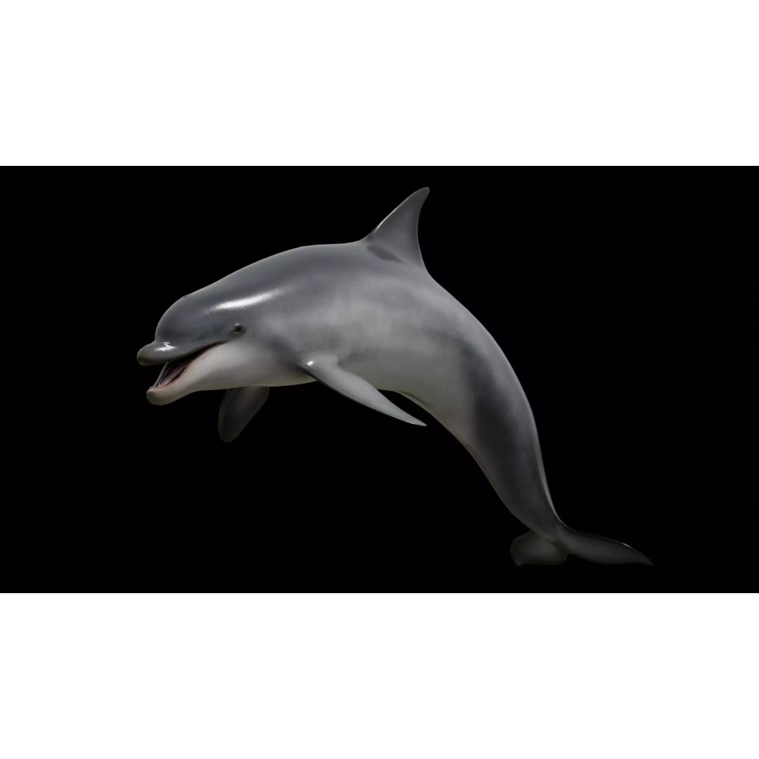 Bottlenose Dolphin 3D Model – Low Poly Rigged Asset, FBX & Blender - View 2