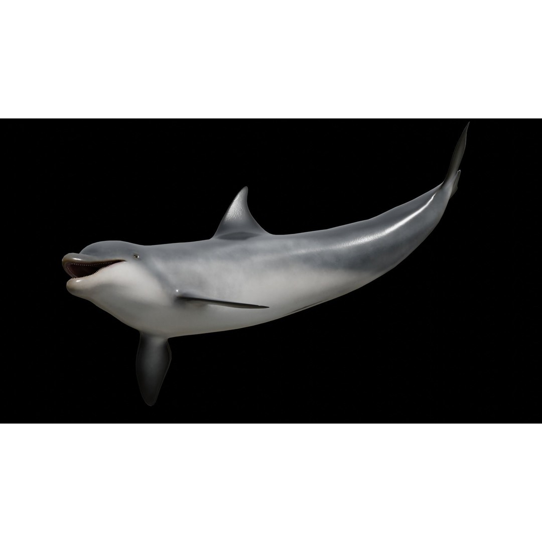 Bottlenose Dolphin 3D Model – Low Poly Rigged Asset, FBX & Blender - View 28