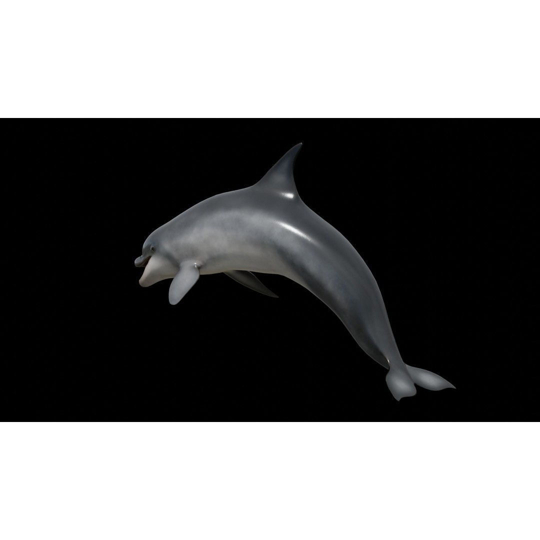 Bottlenose Dolphin 3D Model – Low Poly Rigged Asset, FBX & Blender - View 29