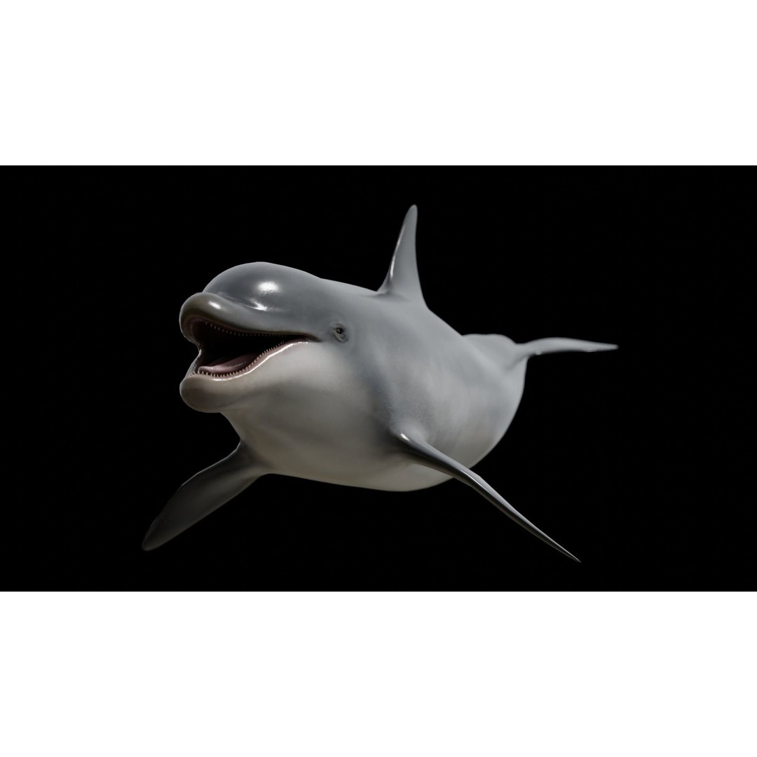 Bottlenose Dolphin 3D Model – Low Poly Rigged Asset, FBX & Blender - View 3