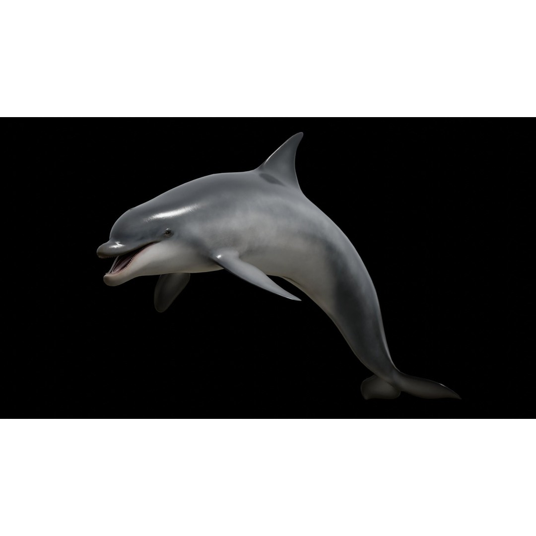 Bottlenose Dolphin 3D Model – Low Poly Rigged Asset, FBX & Blender - View 30