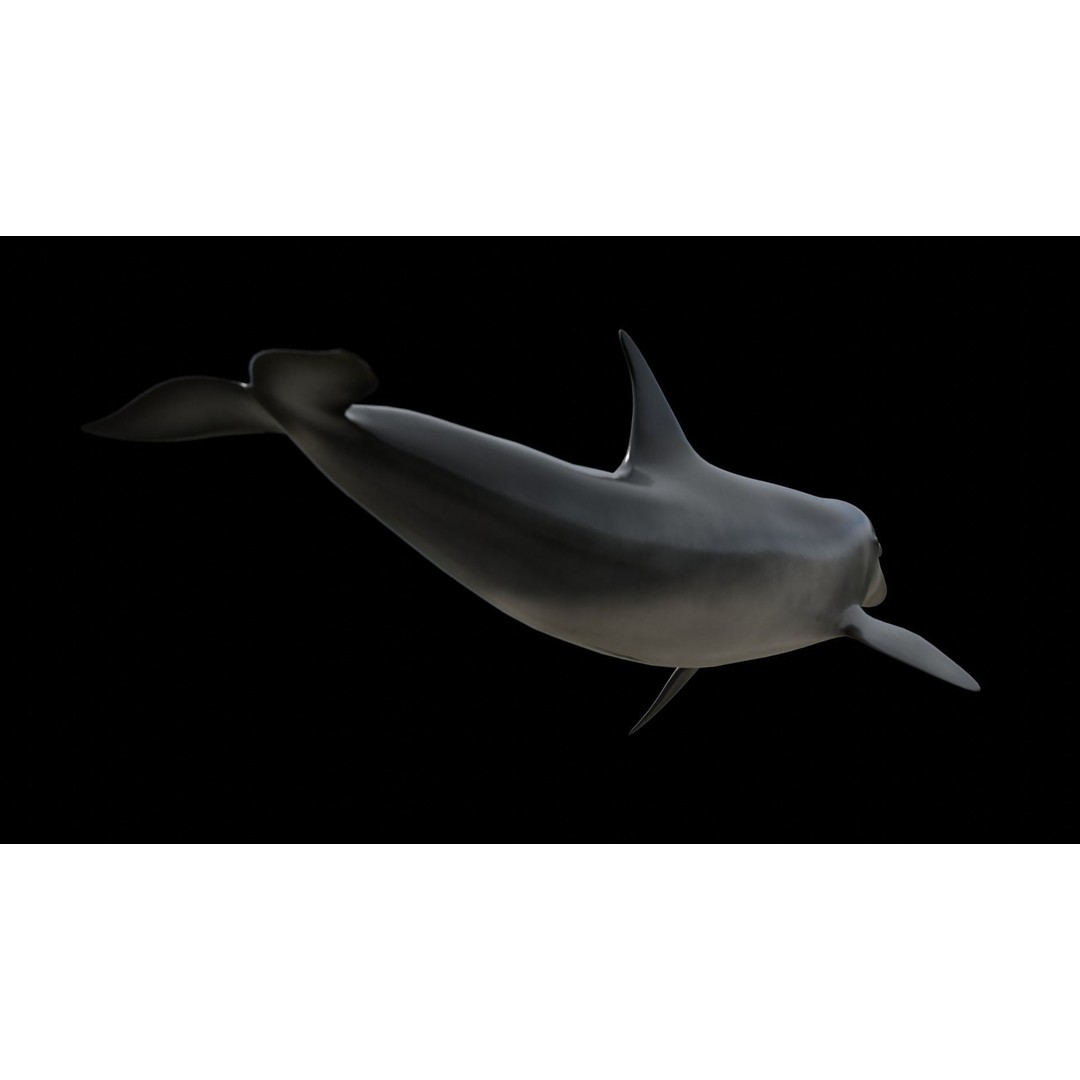 Bottlenose Dolphin 3D Model – Low Poly Rigged Asset, FBX & Blender - View 31