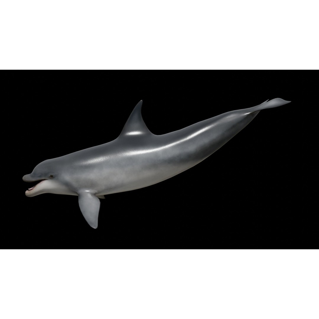 Bottlenose Dolphin 3D Model – Low Poly Rigged Asset, FBX & Blender - View 32