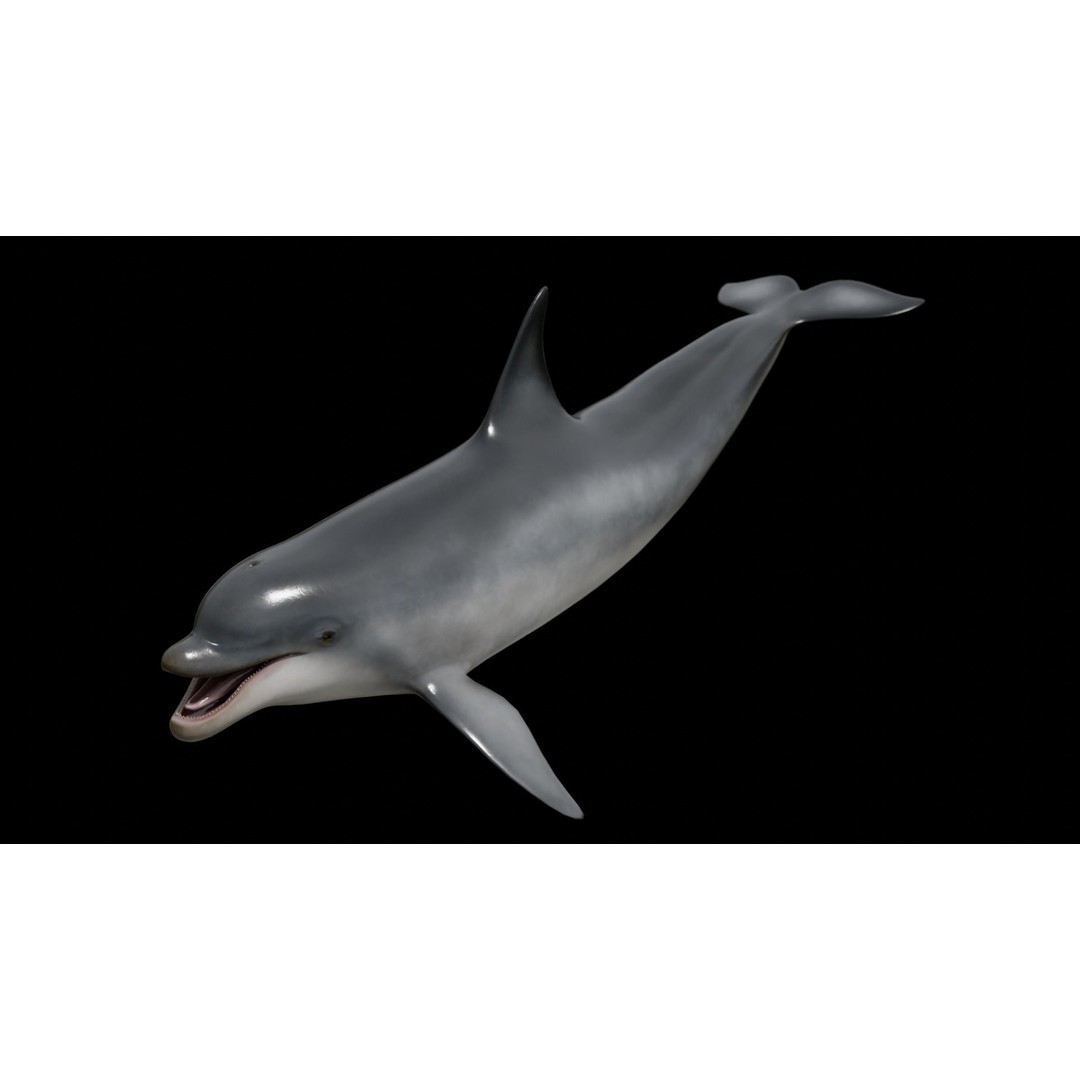Bottlenose Dolphin 3D Model – Low Poly Rigged Asset, FBX & Blender - View 37