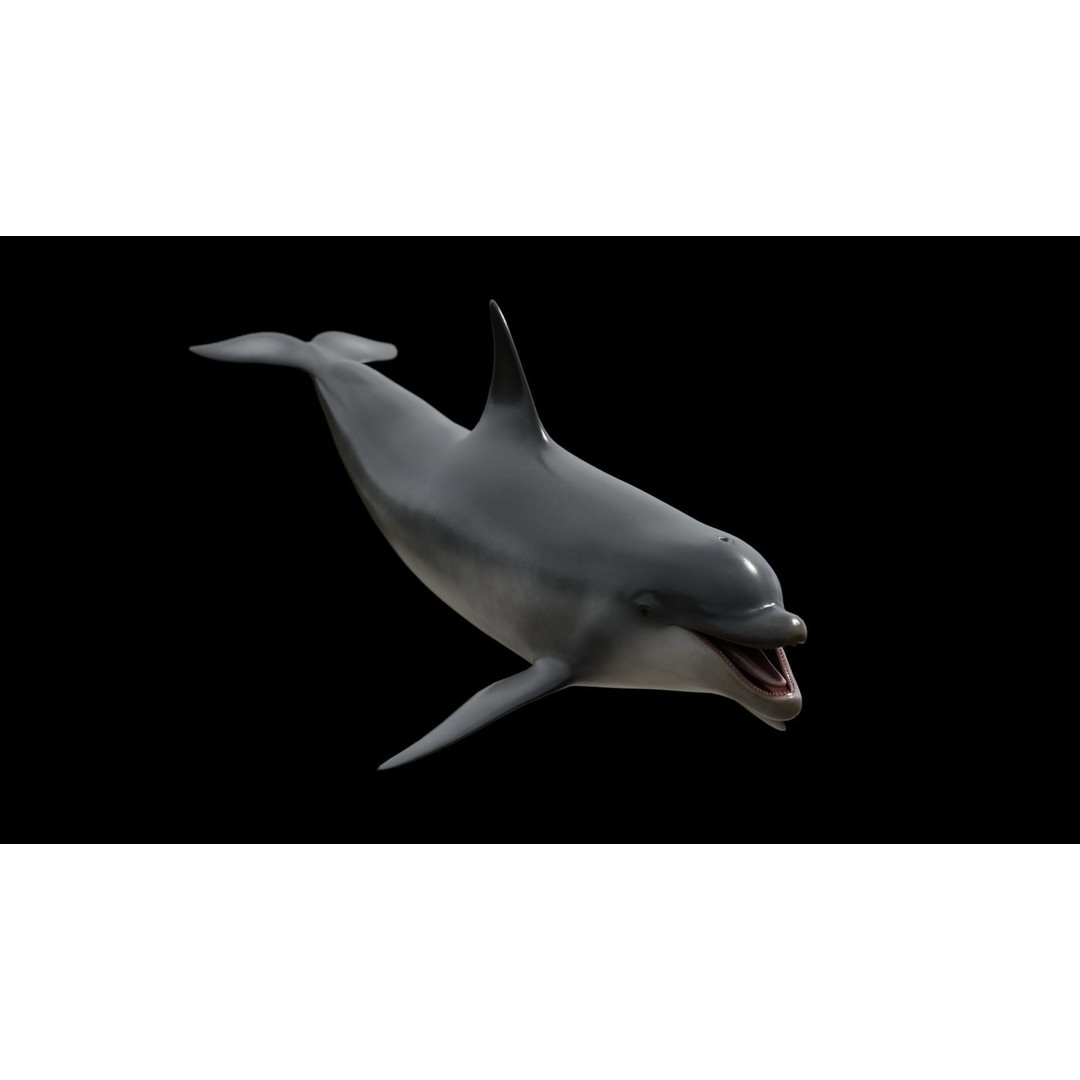 Bottlenose Dolphin 3D Model – Low Poly Rigged Asset, FBX & Blender - View 40