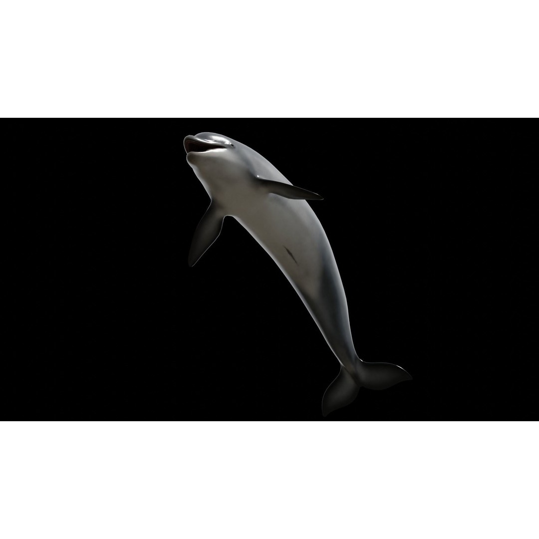 Bottlenose Dolphin 3D Model – Low Poly Rigged Asset, FBX & Blender - View 6