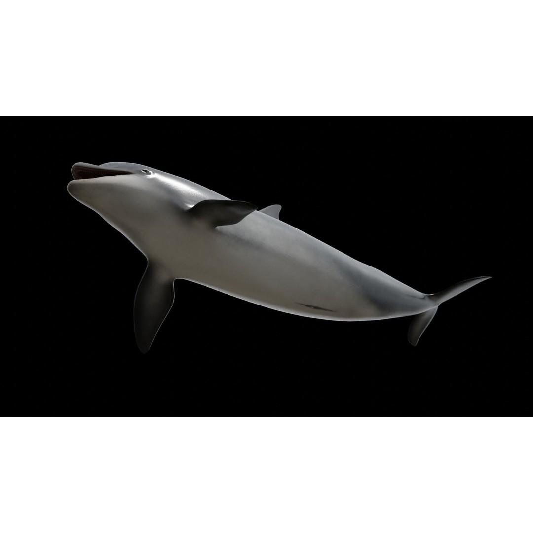 Bottlenose Dolphin 3D Model – Low Poly Rigged Asset, FBX & Blender - View 9