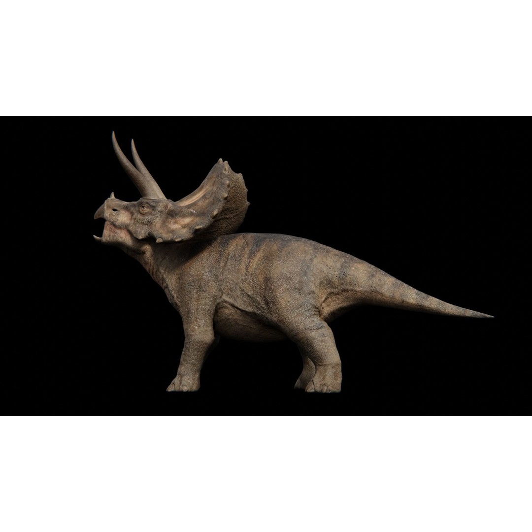 Triceratops 3D Model – Low Poly Rigged Dinosaur with Animations - View 10