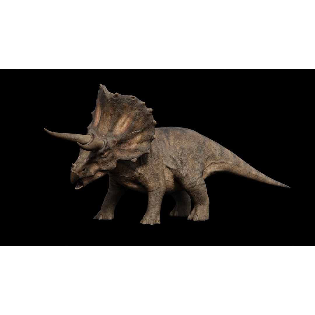 Triceratops 3D Model – Low Poly Rigged Dinosaur with Animations - View 12