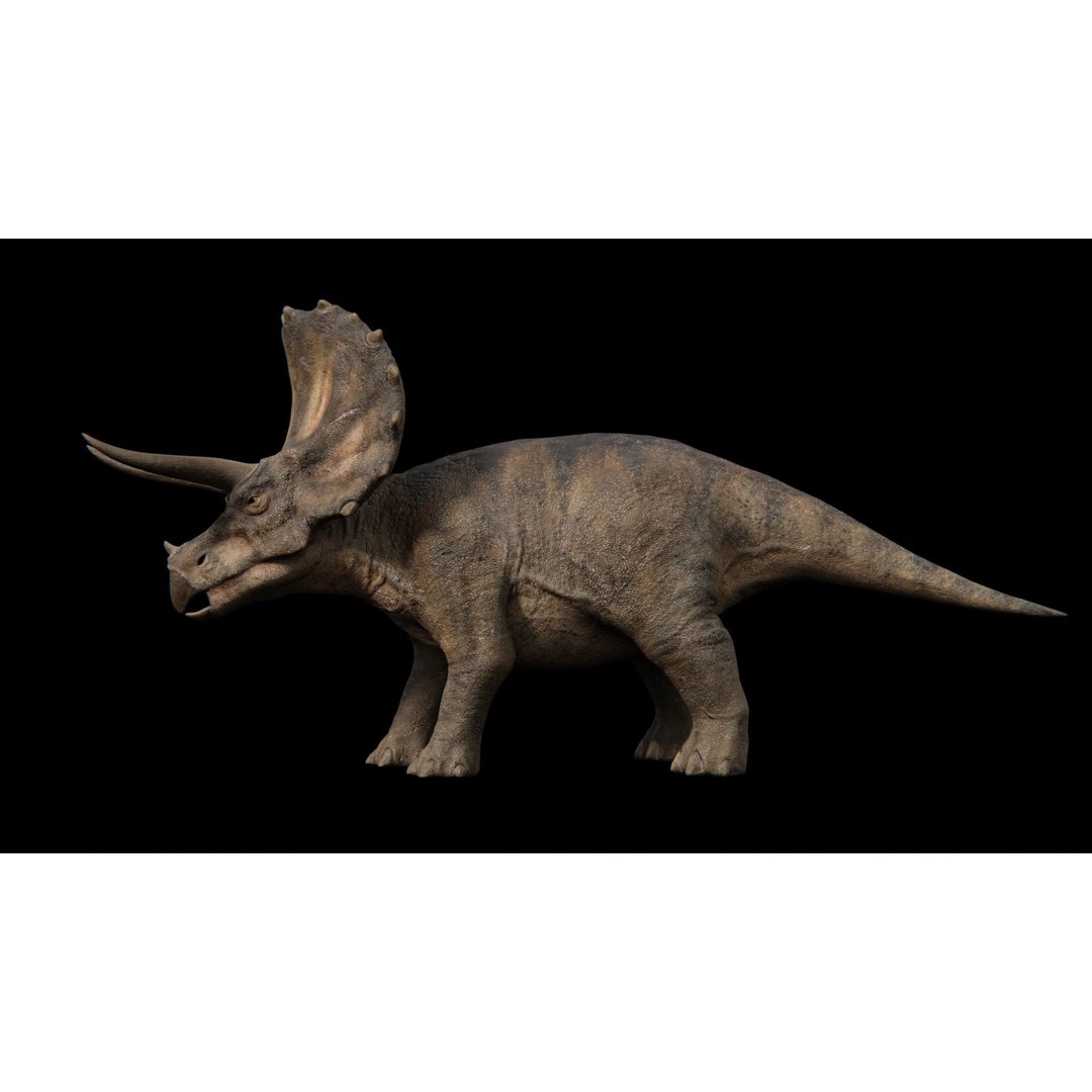 Triceratops 3D Model – Low Poly Rigged Dinosaur with Animations - View 17