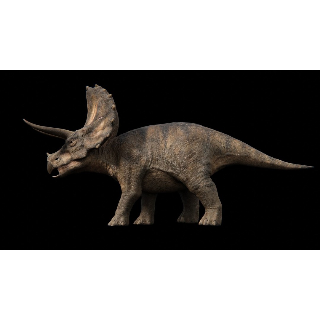 Triceratops 3D Model – Low Poly Rigged Dinosaur with Animations - View 18
